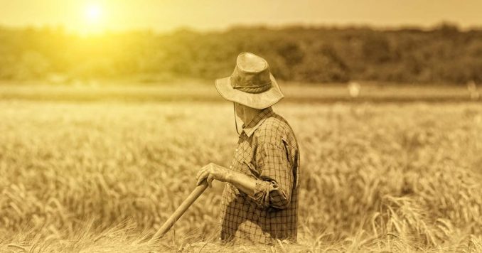 Old Guy in Farm Field